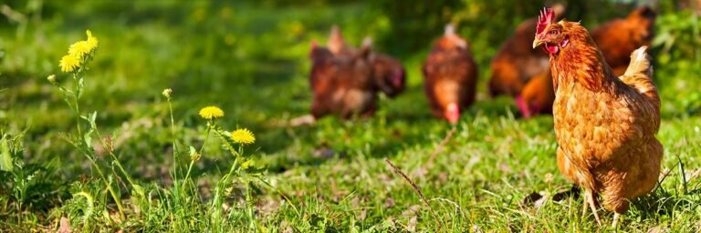 Farmers faucet IoT and AI to extend rooster well being and egg yield